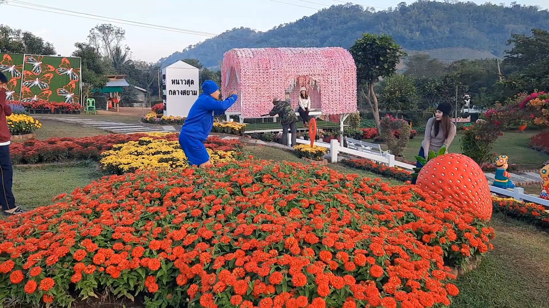 แก่นมะกรูด
