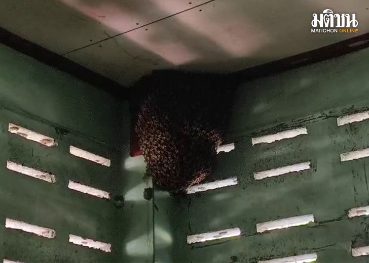 bee1