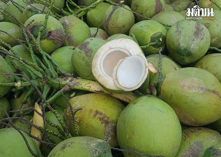 coconut2