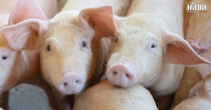 pig1200