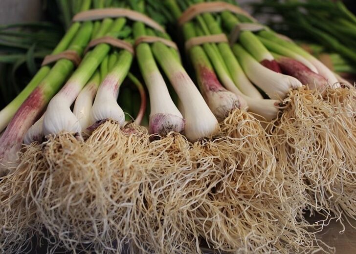 spring-onion-4990481_960_720