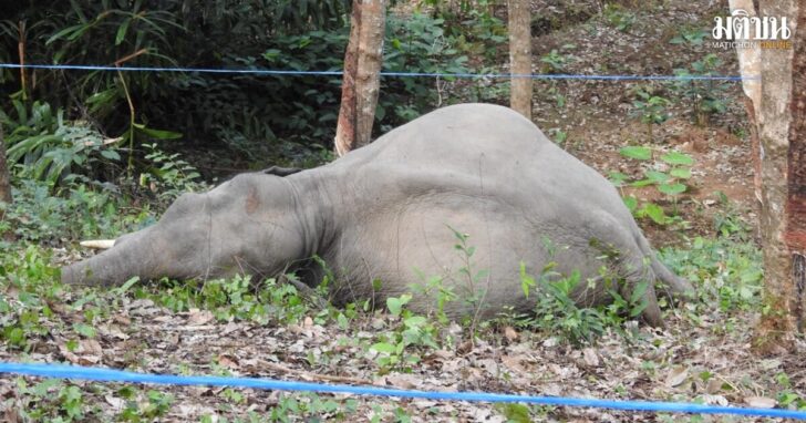 ช้างป่าถูกยิงหลายแห่ง-12