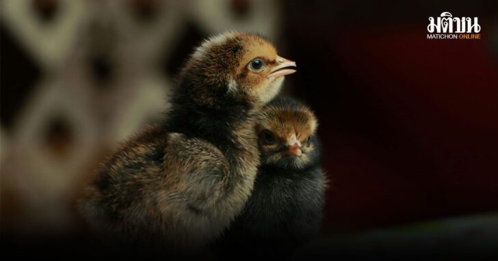 bbchick1