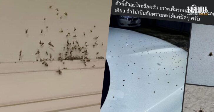 ตัวอะไรบุกบ้าน
