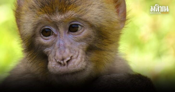 1barbary-ape-3562358_1280