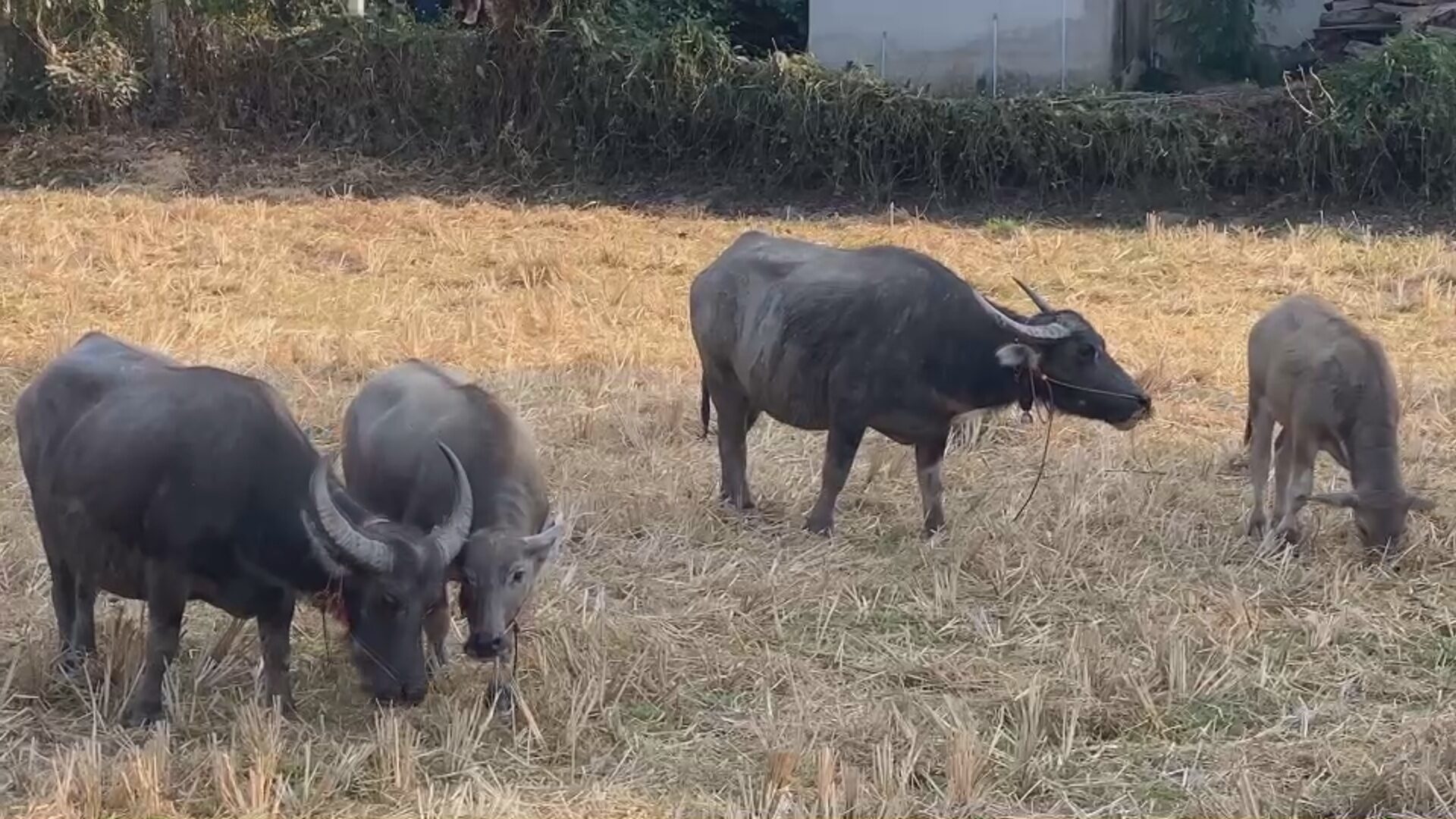 ควาย
