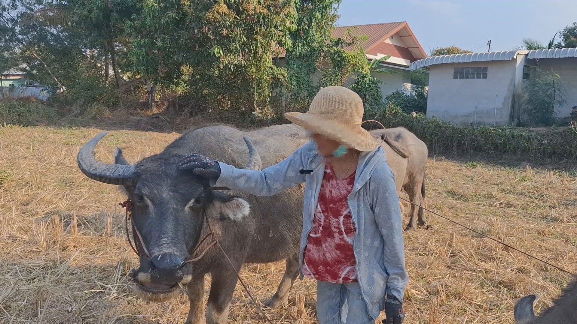 ควาย