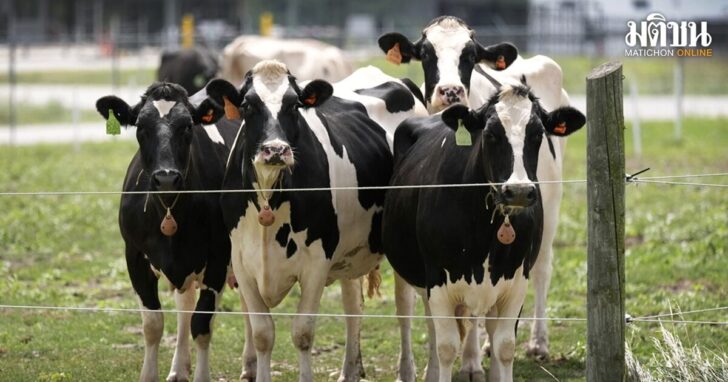 Bird Flu Cattle