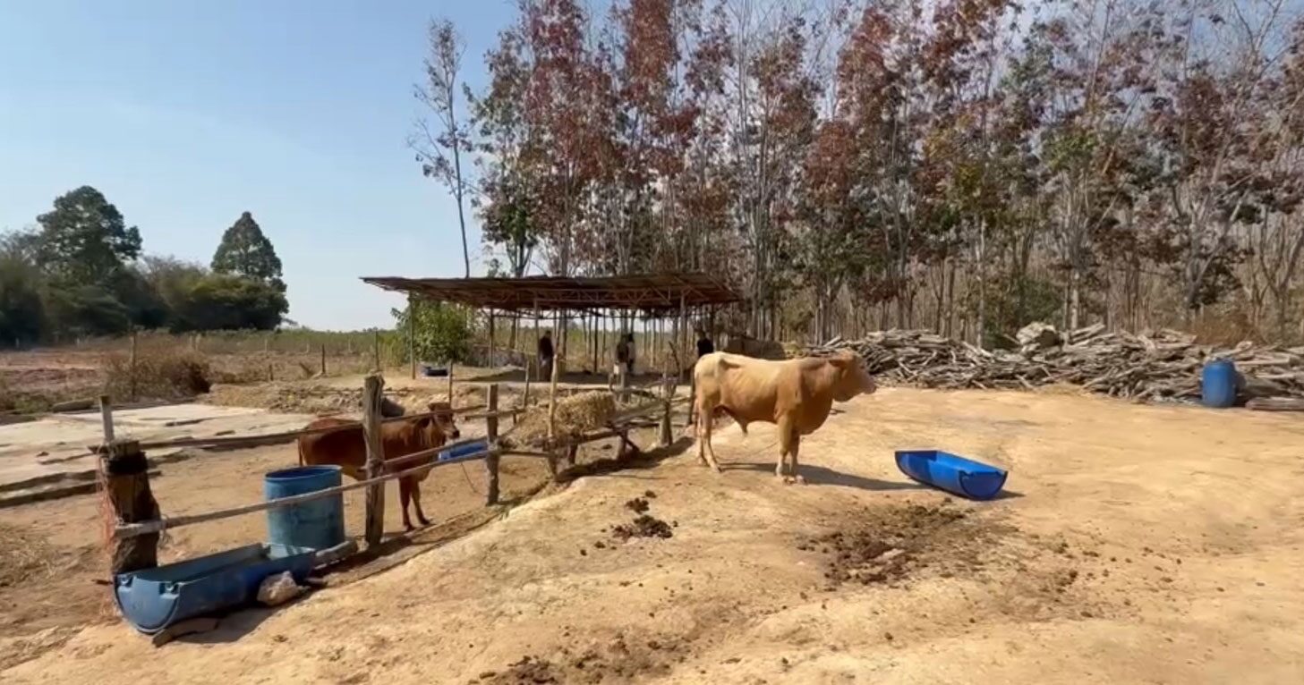 ลักวัว