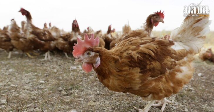 Egg Prices