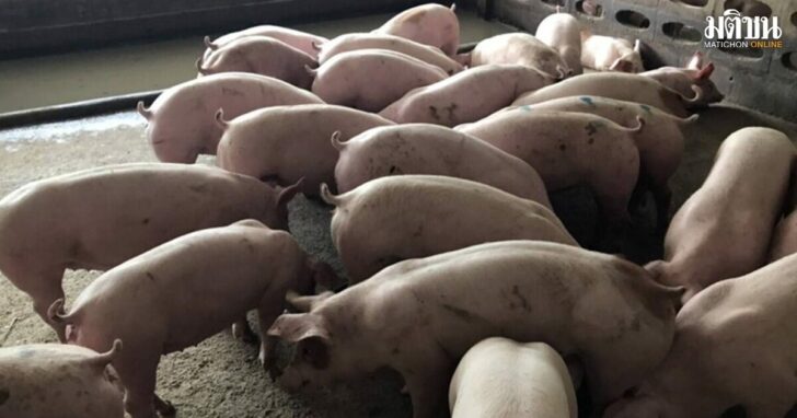 pig2