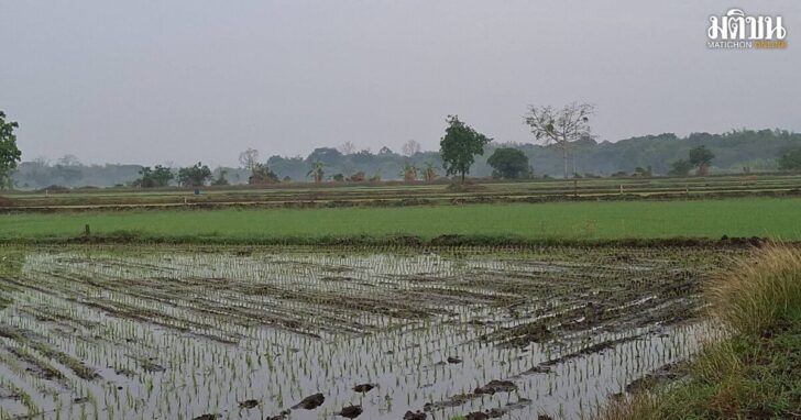 rice1200
