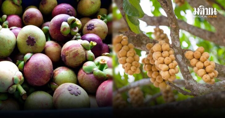 thfruit4