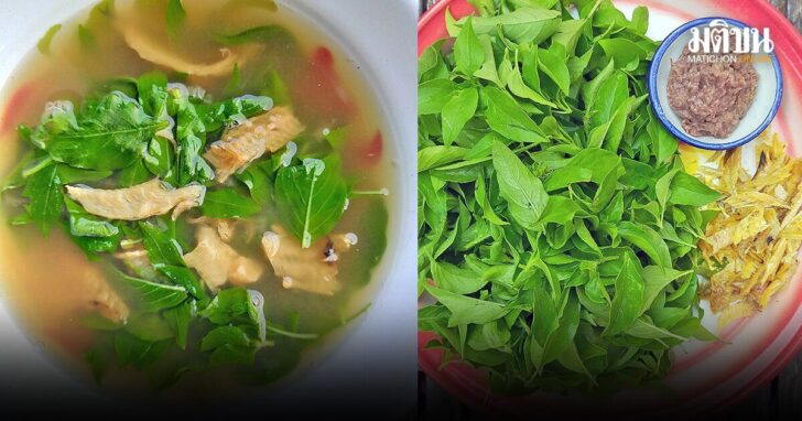 แกงเลียงใบแมงลัก รสฉุนเปรี้ยวของ Lemon Basil