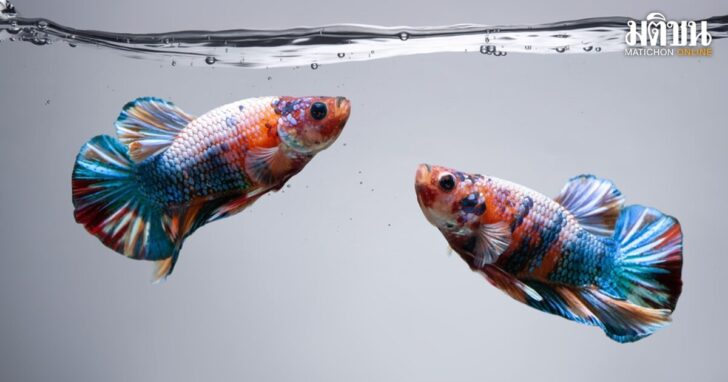 Two,Betta,Fish,Fancy,Siamese,Fighting,Fish,In,Fish,Tank