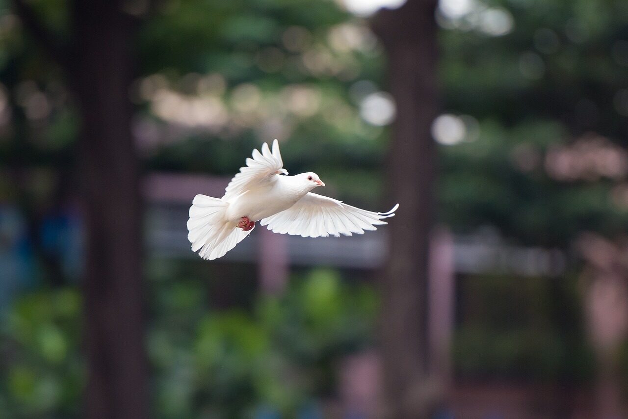 นก