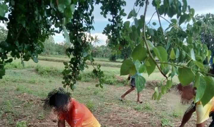 หลบฝนใต้ต้นไม้ใหญ่