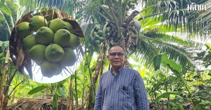 coconut