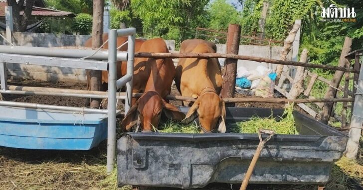 cow1200