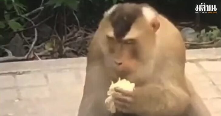 monkey