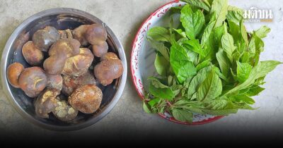 แกงเห็ดตับเต่าใบเม่า อย่างแกงหมูชะมวง