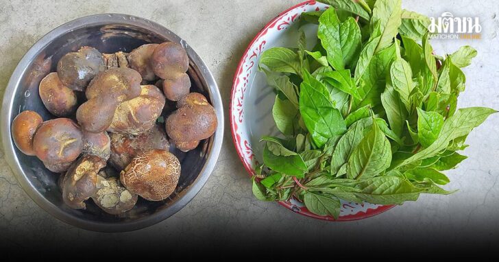 นำกฤช 17พ.ค. แกงเห็ดตับเต่าใบเม่า อย่างแกงหมูชะมวง