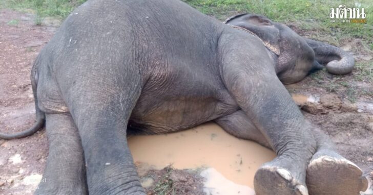elephant1