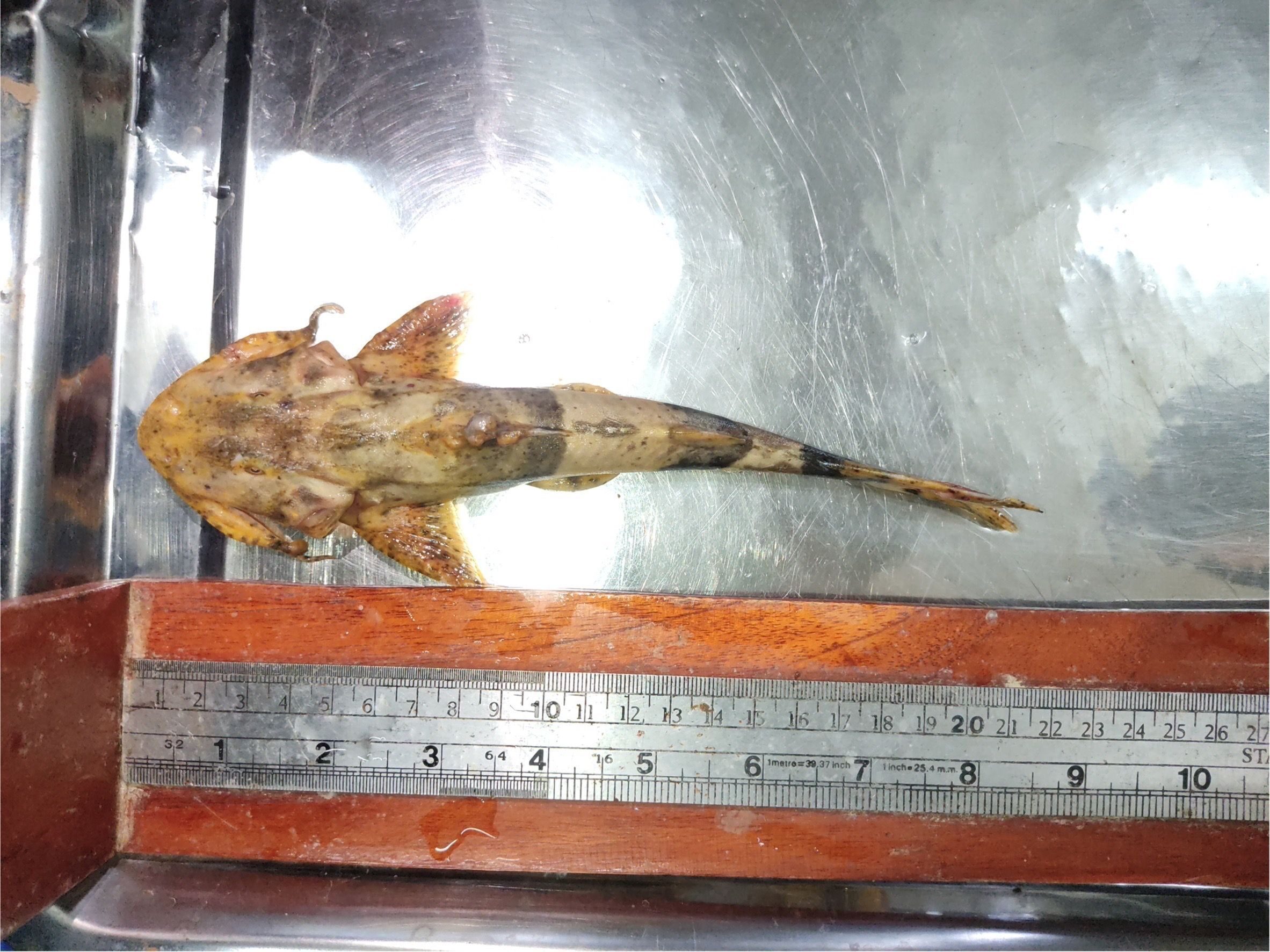 Fisheries boost monitoring amid toxic fears in Thai rivers | News by Thaiger