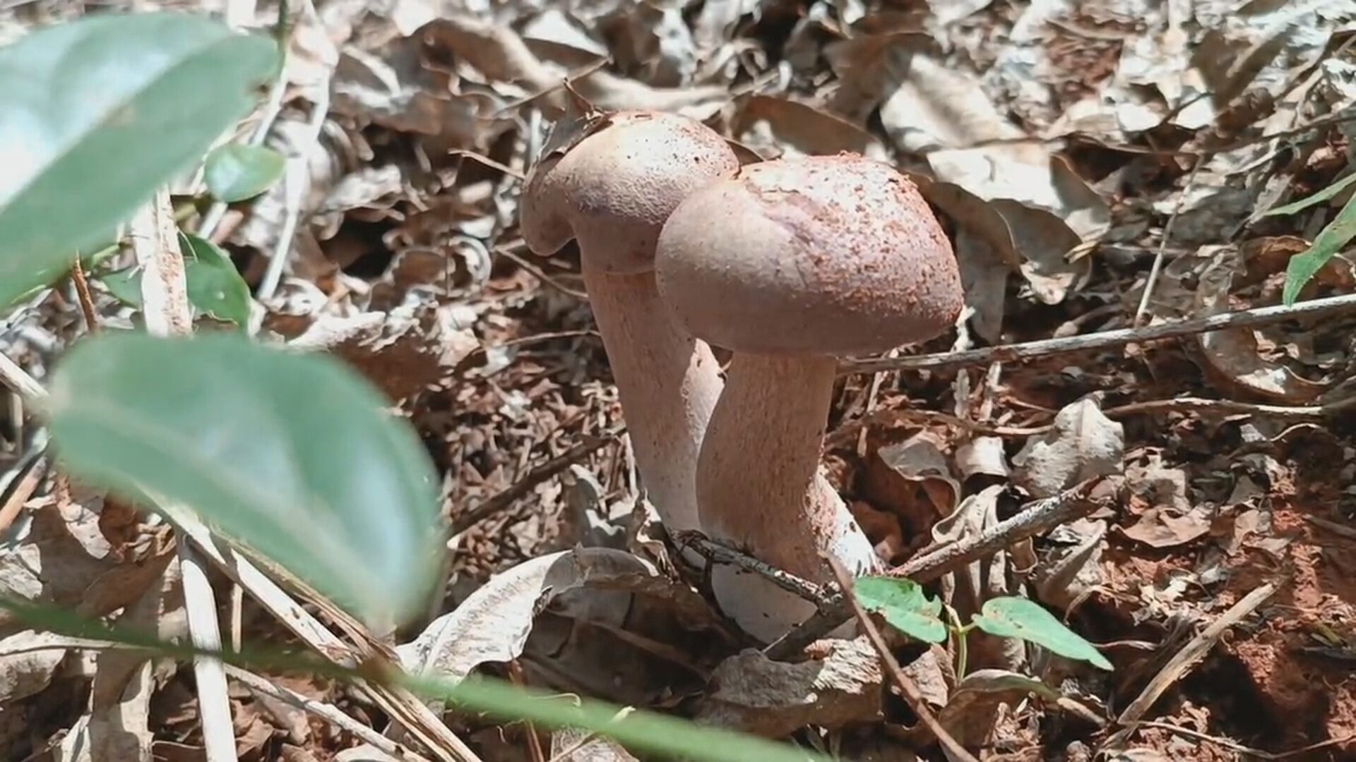 เห็ดพิษ