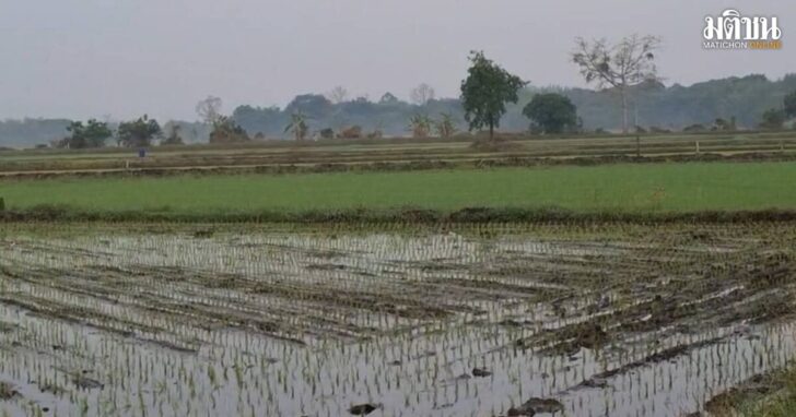 rice2