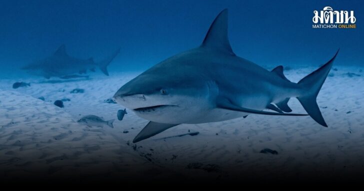 .14 กค. วันรู้จักฉลาม รณรงค์อนุรักษ์-ลดความเข้าใจผิดเกี่ยวกับความน่าสะพรึงกลัว.