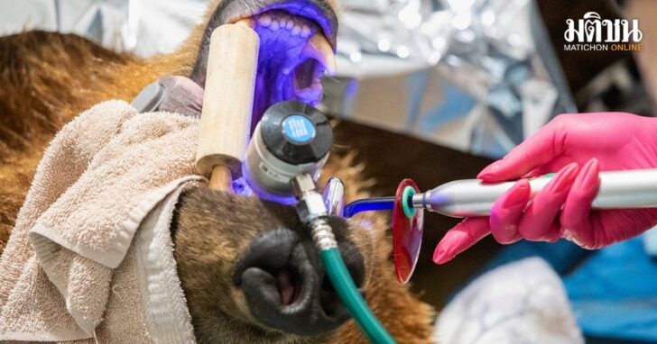 Zoo Bear New Tooth