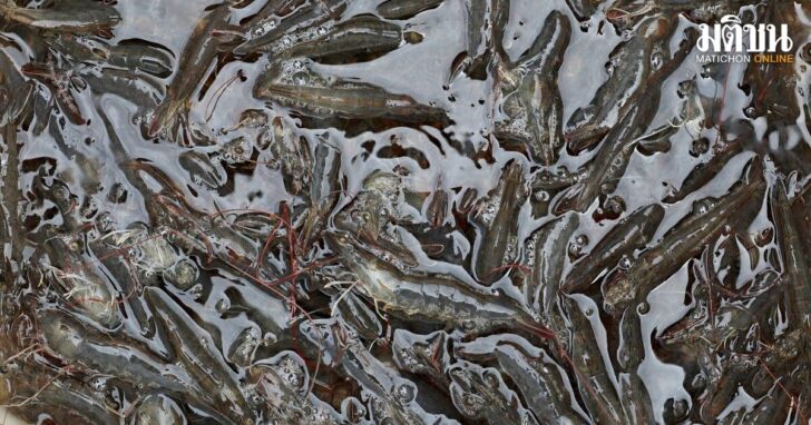 2025-08-06T055327Z_2001955351_RC221GATOLYO_RTRMADP_3_USA-TRUMP-TARIFFS-INDONESIA-SHRIMP