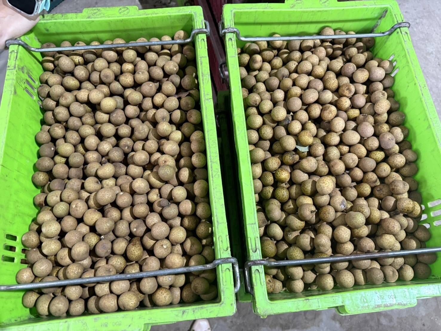 ลำไย