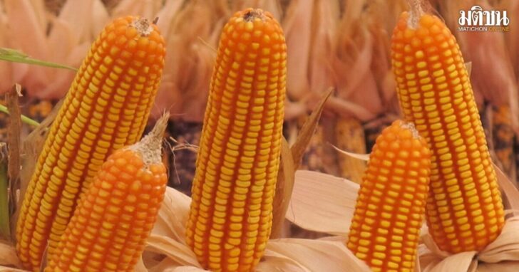 corn1200