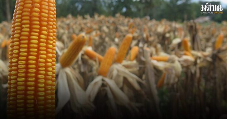 corn1200