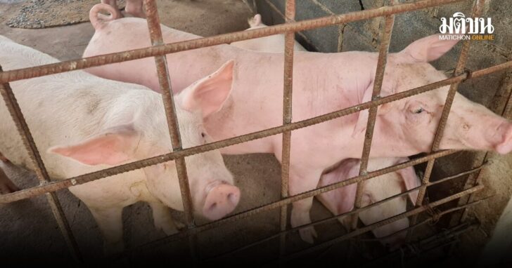 pig