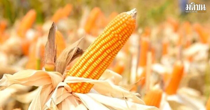 corn1200