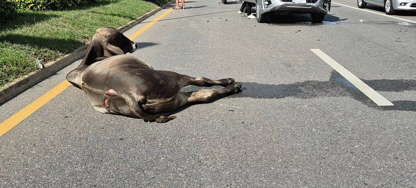 Pickup truck collides with cow on Phahonyothin Road, driver injured | News by Thaiger