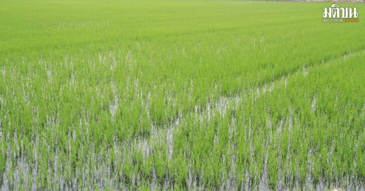 rice1200