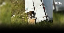 ป่วน! รถบรรทุกพลิกคว่ำในสหรัฐ ทำลิงหลุดเพียบ มหาวิทยาลัยยัน ลิงไม่ได้ติดเชื้อโรค