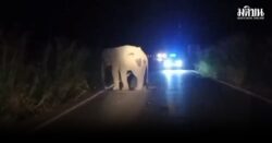 เจ้าหน้าที่ชุดเฝ้าระวังฯ เร่งติดตามอาการบาดเจ็บของช้างป่าเขาอ่างฤาไน หลังเกิดอุบัติเหตุรถกู้ภัยชน