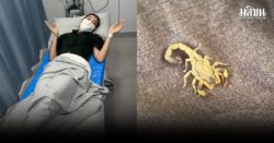 ‘เบลล่า’ เล่านาทีถูกหามส่งรพ. เหตุโดนแมงป่องต่อยกลางกองถ่าย สุดแกร่ง กลับมาลุยงานต่อ