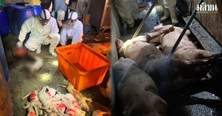 pig2