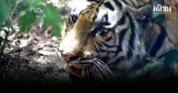 ‘บะลาโกล’ ความสำเร็จ ย้ายเสือโคร่งข้ามถิ่นตัวแรกในไทย