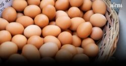 ผู้เลี้ยงไก่ไข่ วอนรัฐเร่งพยุงราคาหน้าฟาร์ม เหตุราคาดิ่งแตะต้นทุน ขอชะลอเพิ่มโควตานำเข้าพ่อแม่พันธุ์