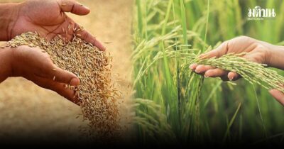 พาณิชย์ เผย เป็นข่าวดีประเทศไทย สีจิ้นผิง ระบุซื้อข้าวไทย 5 แสนตัน จ่อเจรจาขายต่อ