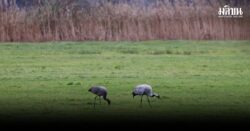 สธ.มะกัน แถลง มนุษย์คนแรกที่ติดเชื้อไข้หวัดนก H5N5 เสียชีวิตแล้ว ชี้ยังไร้หลักฐาน การแพร่คนสู่คน