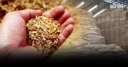 สำรวจราคาข้าวไม่ตื่นขายจีน5แสนตัน โรงสีชี้หอมมะลิเริ่มนิ่ง ชาวนาโอดภาคกลางยังรับ4.5พันบาท