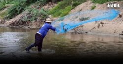 บทเรียนจากปลาต่างถิ่น สู่ยุทธศาสตร์ความมั่นคงทางชีวภาพของไทย บทเรียนจากปลาต่างถิ่น